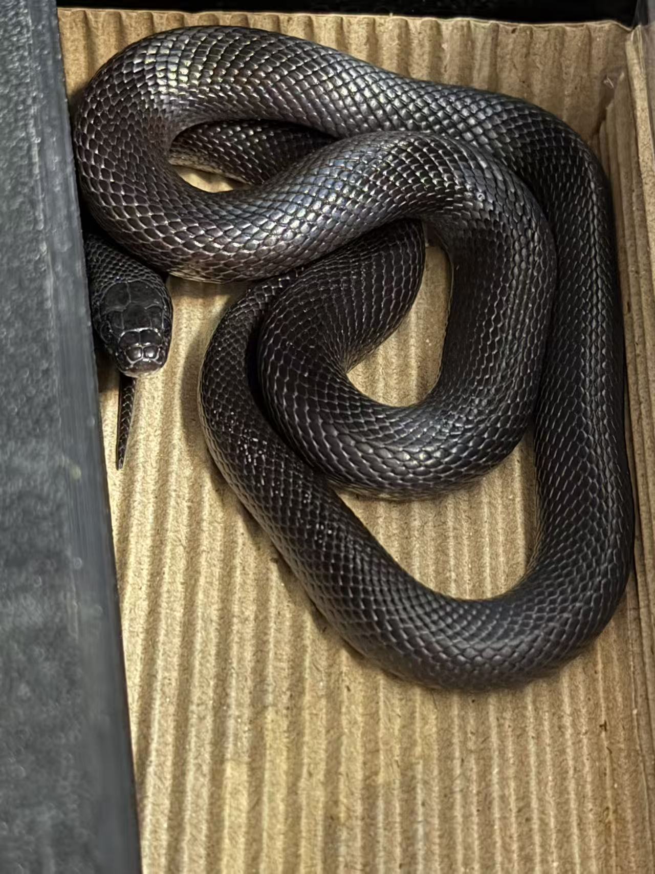 Black king snake
