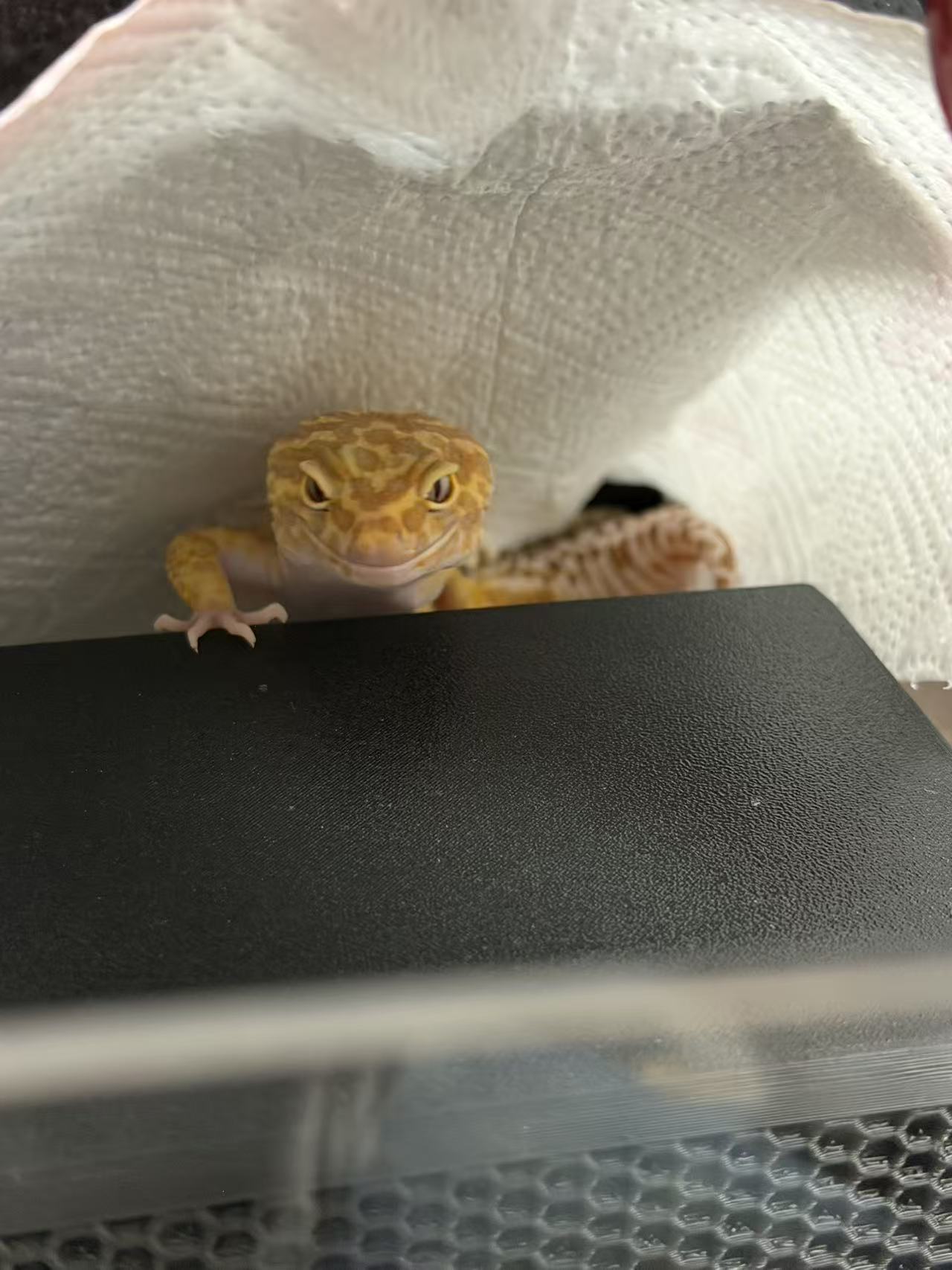 Leopard gecko